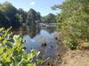 Private pond is home to heron, osprey, eagle.